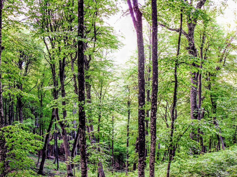 green Forest