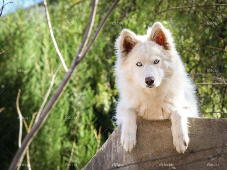 White Husky dog looking over a wall 