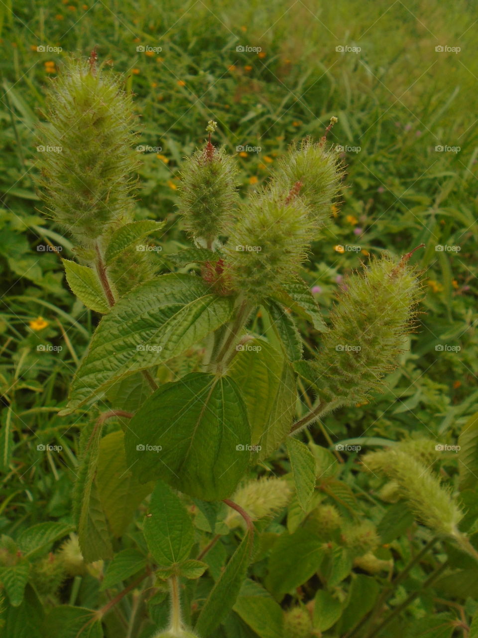 NATURE, LANDSCAPE, PLANTS, ENVIRONMENT, ECOLOGY.