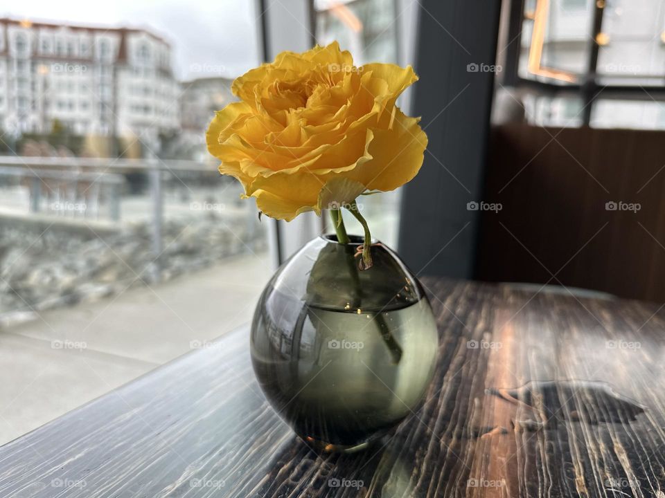 Yellow rose in a vase by the window 