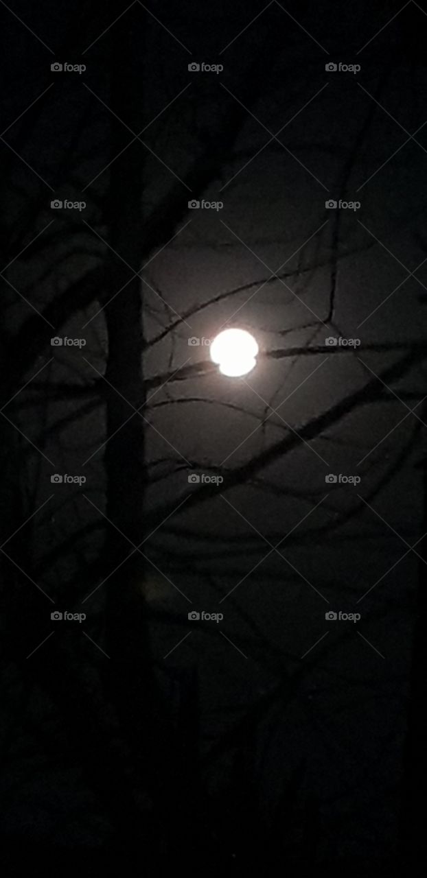 The bright full moon in the clear dark sky and the trees branches that's covering it ,  makes the moon looks beautiful.