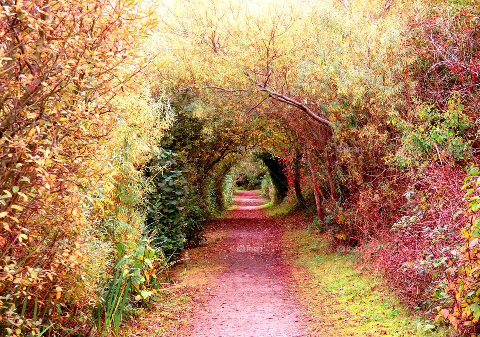 Footpath in forest