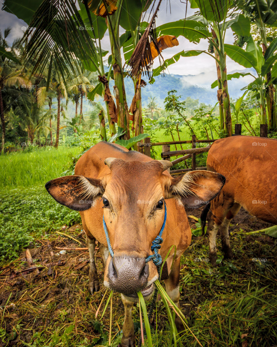 Bali Rice fields cow