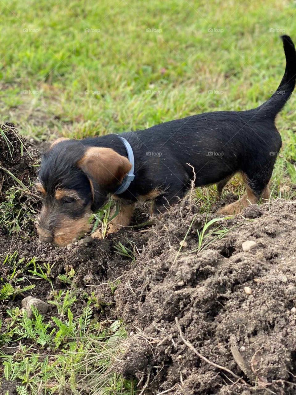 Jamnik szorstkowłosy