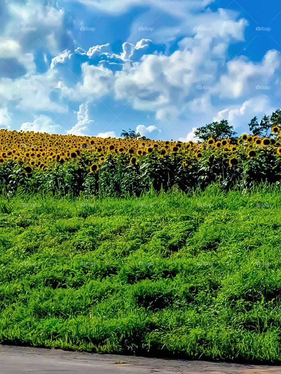 fields of sunflowers