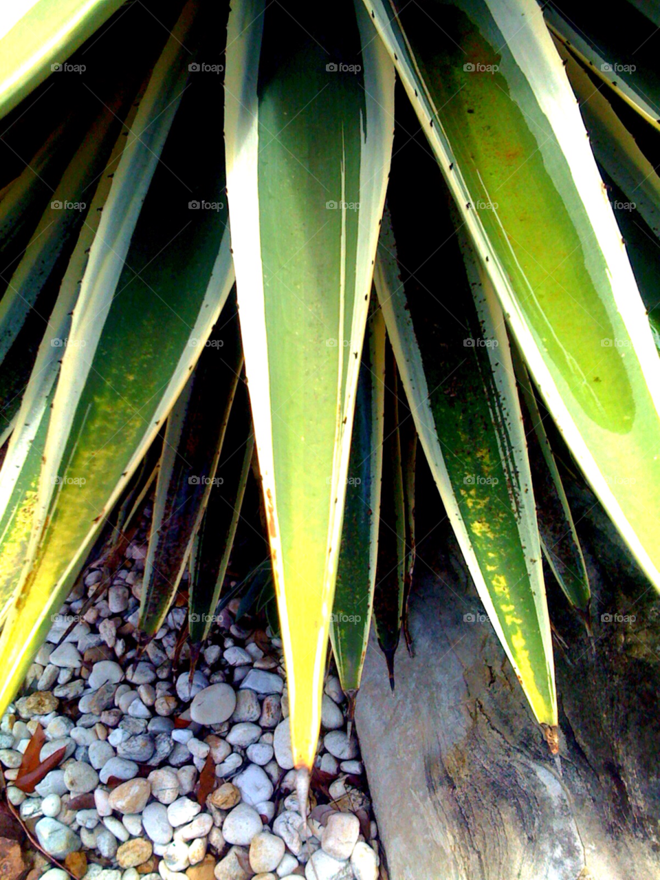 florida green nature plant by jmsilva59