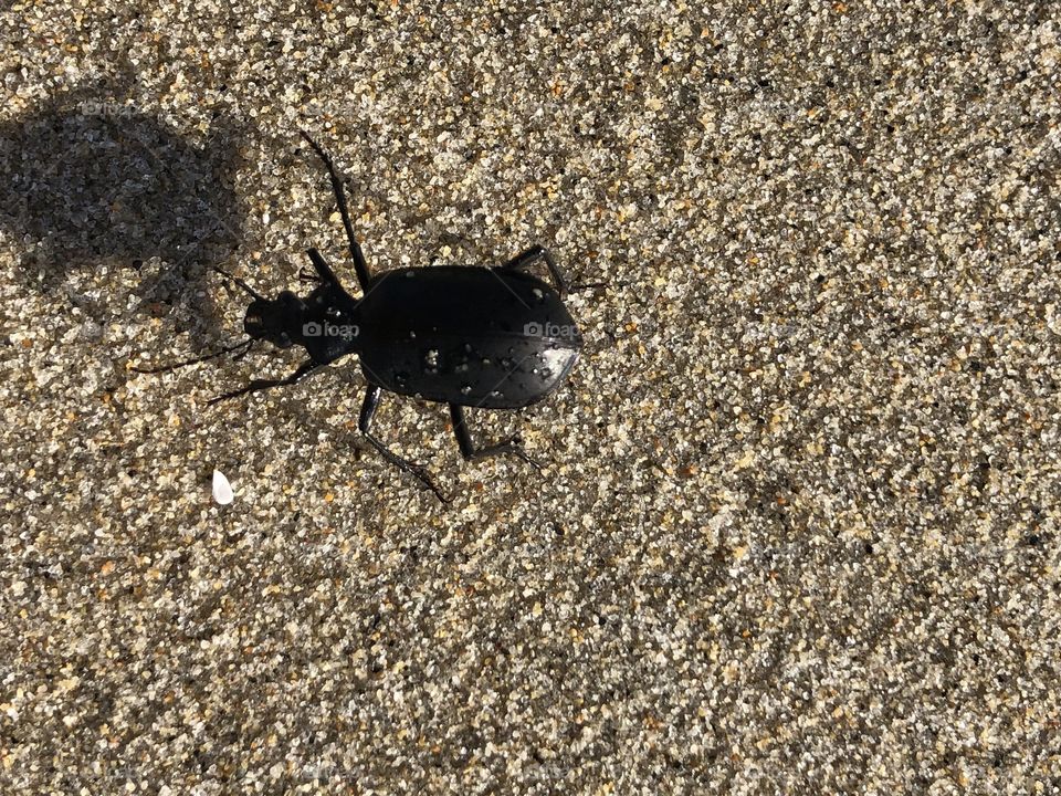Sand Beetle