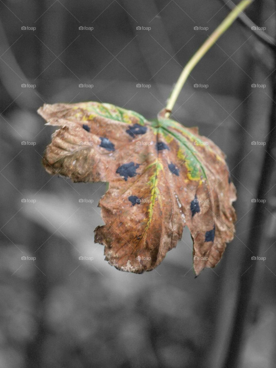 spotty leaf