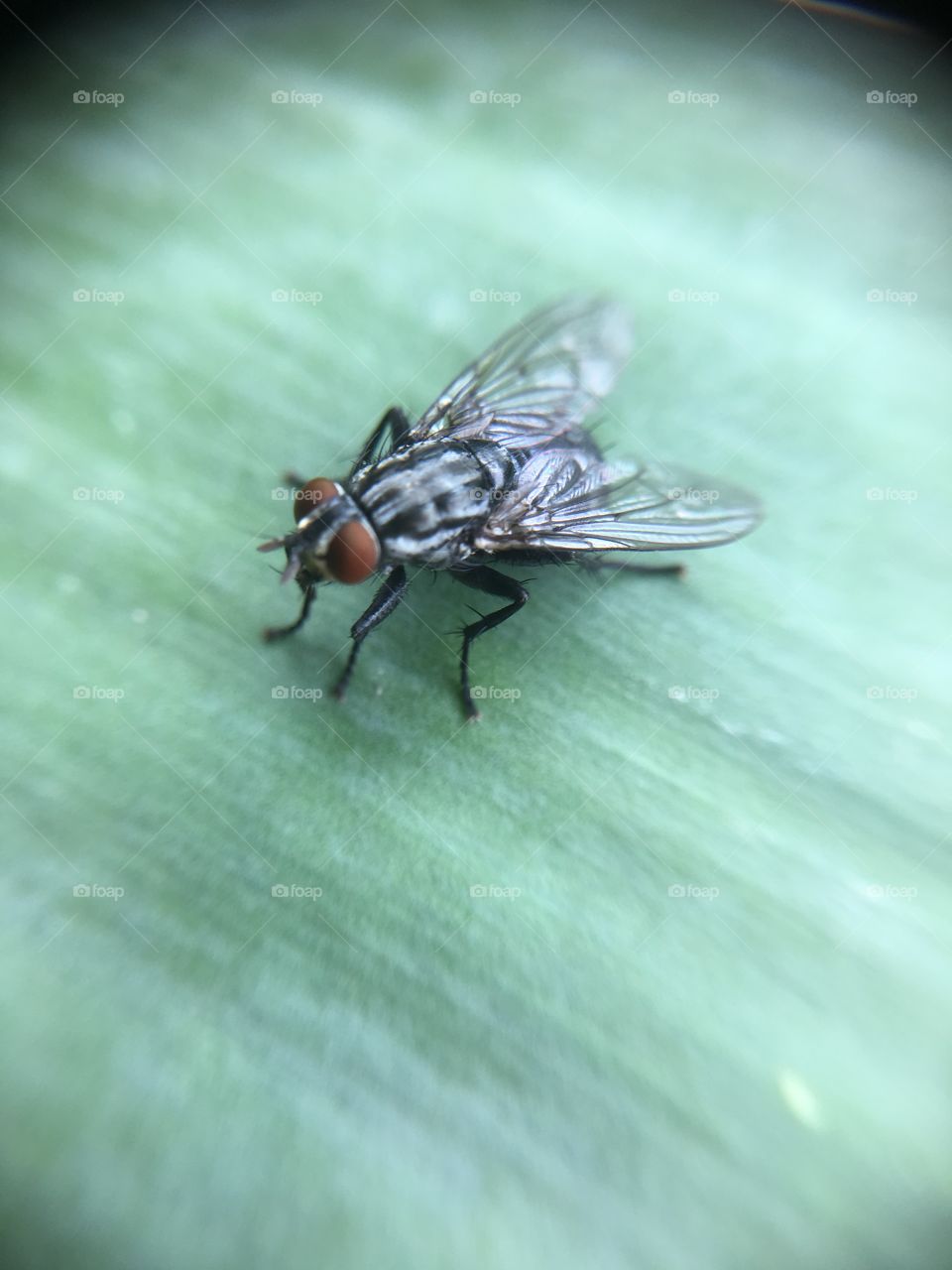 Fly with clear wings