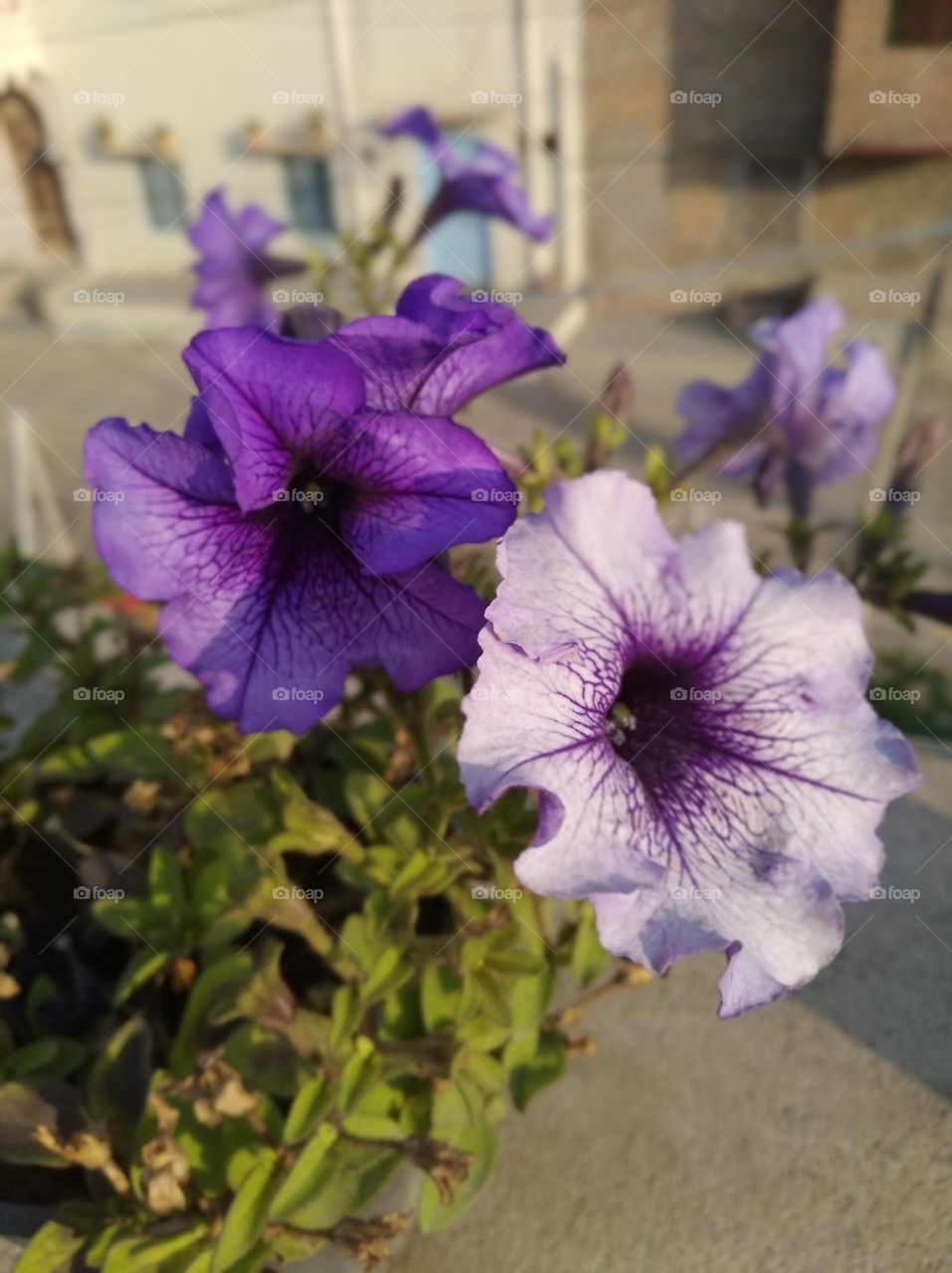 pitunia purple flower fresh seasonal looking very beautiful generally found everywhere