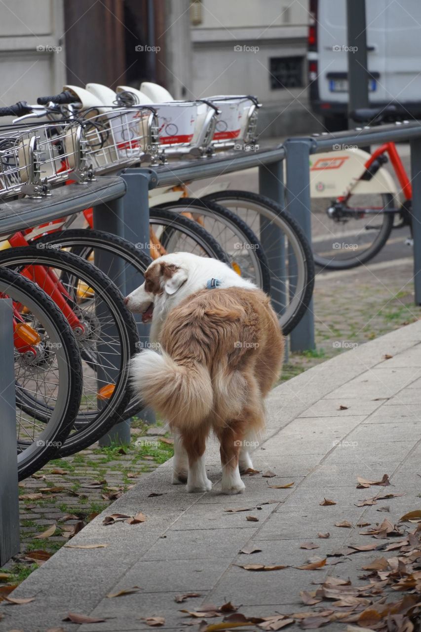 Lovely dog on the street