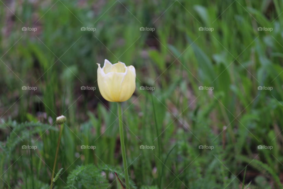 Green Grass with yellow flower