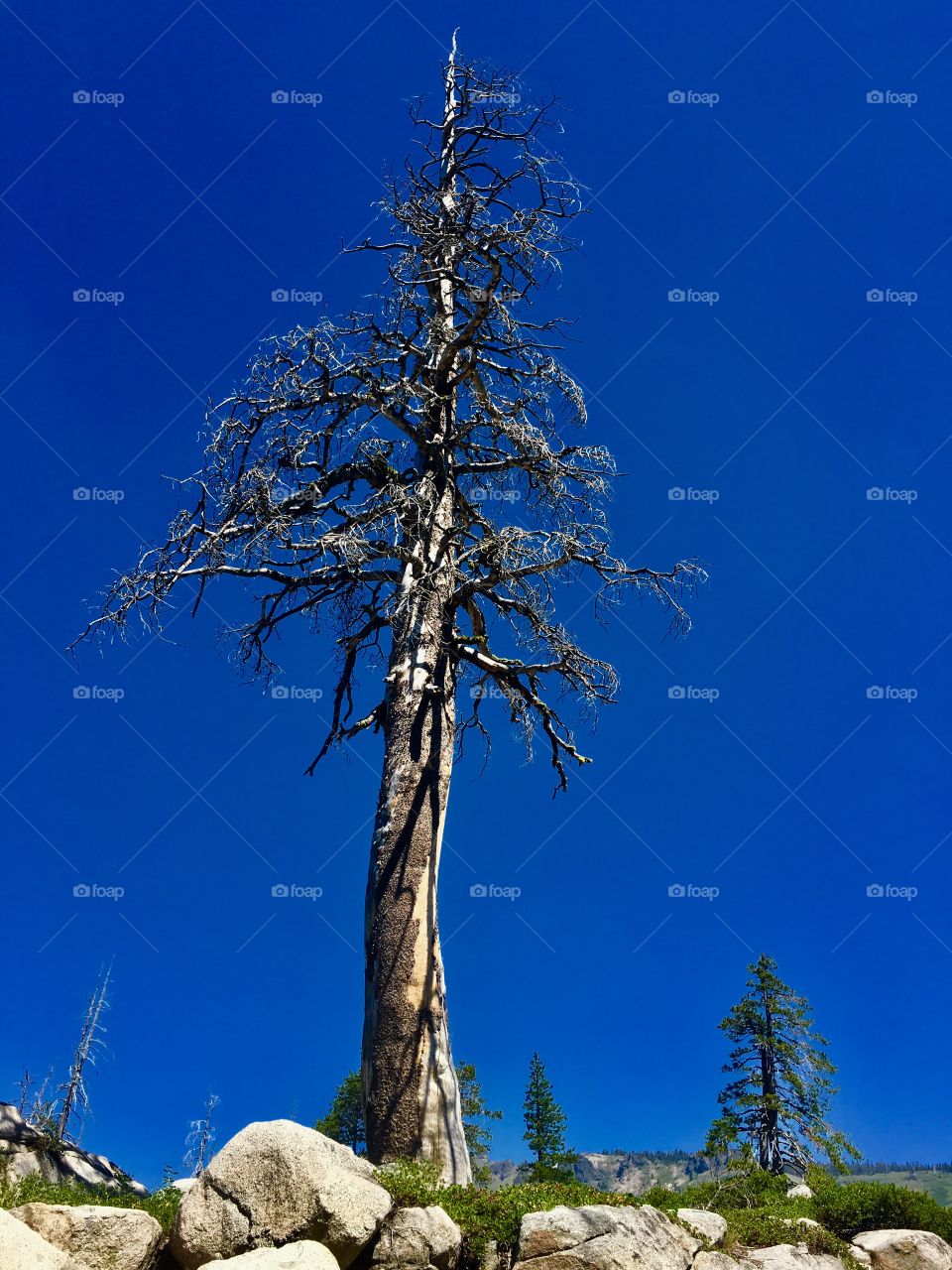 Dead tree after snow