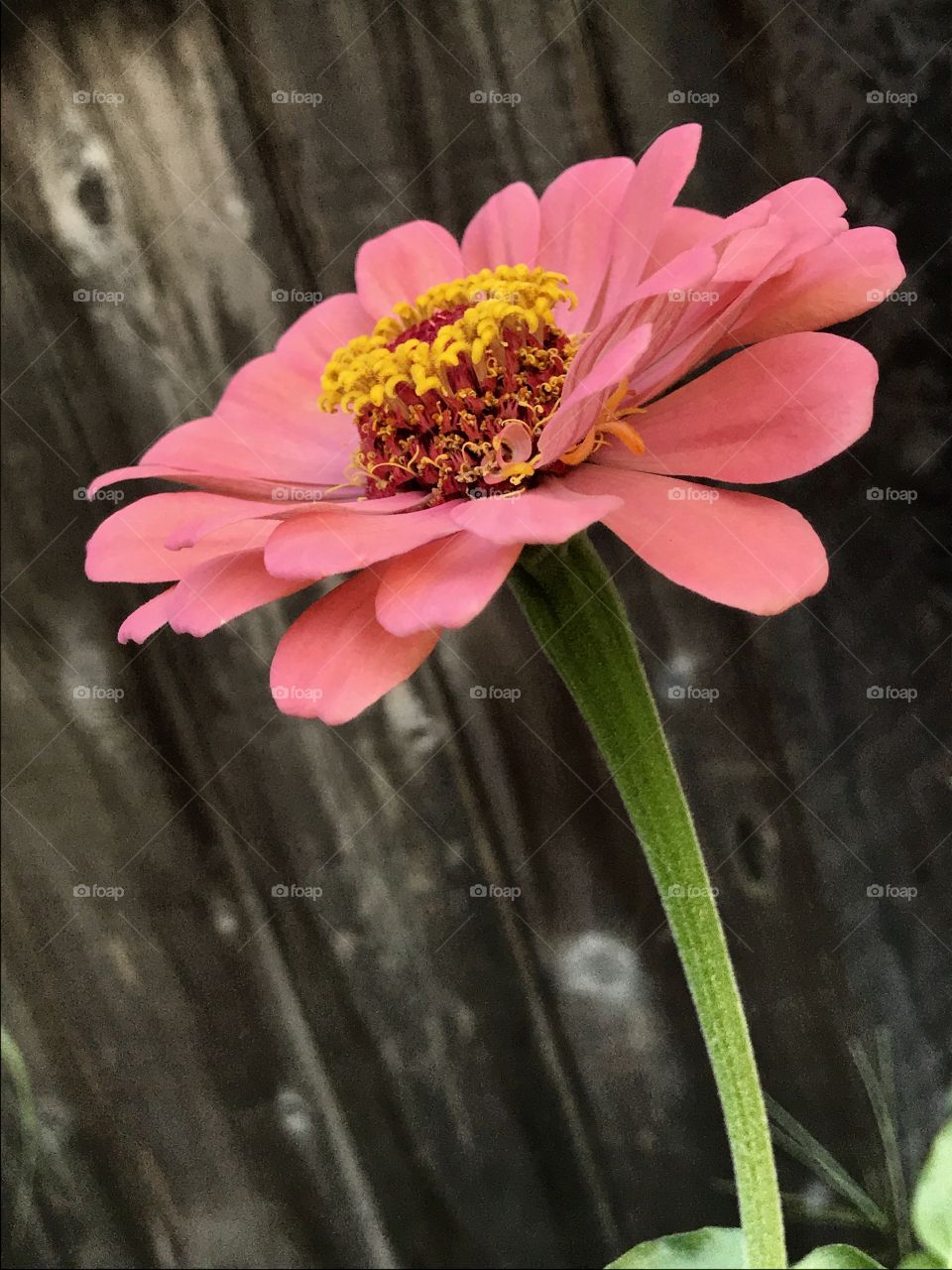 The Zinnia in our garden 