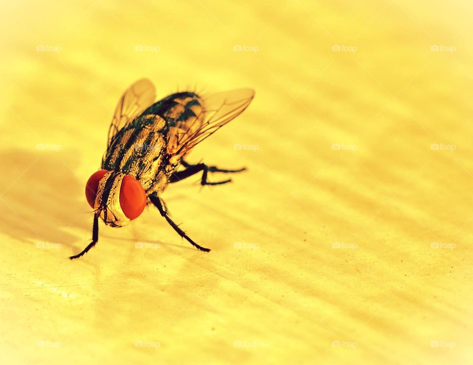 House fly - golden