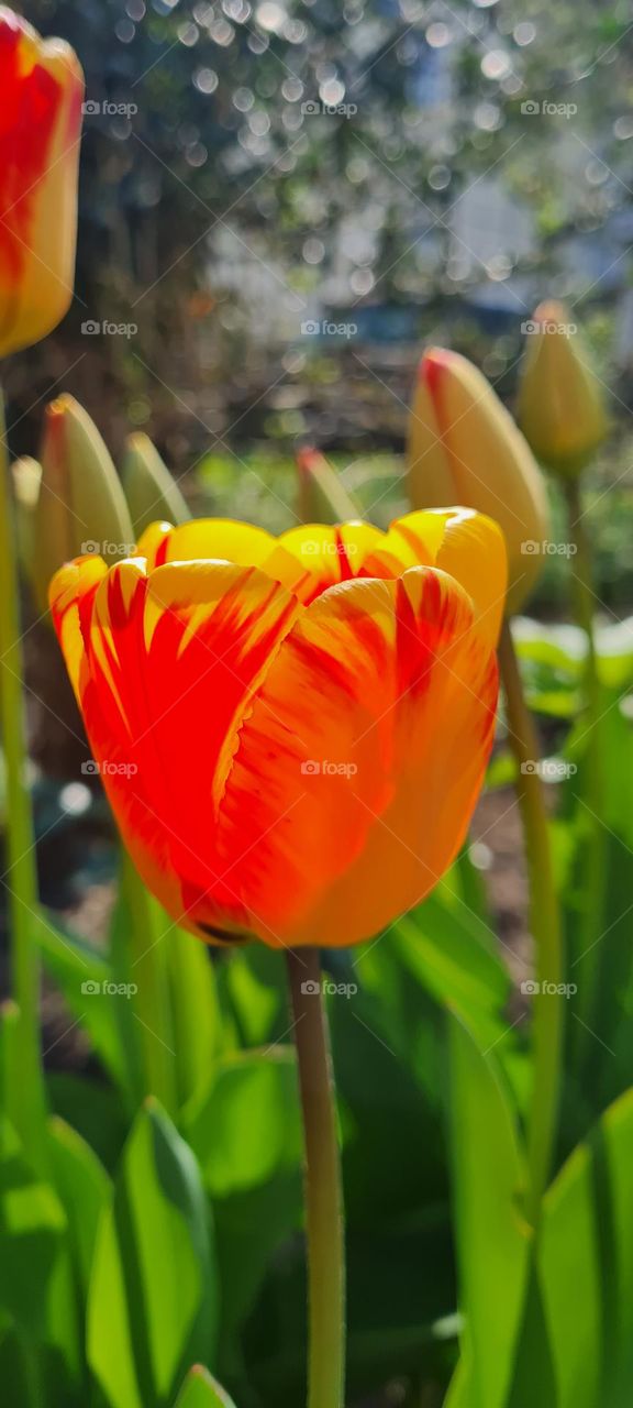 Tulpe