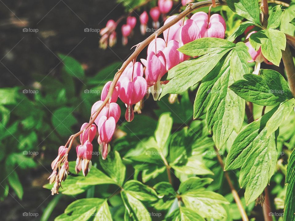 Bleeding hearts 