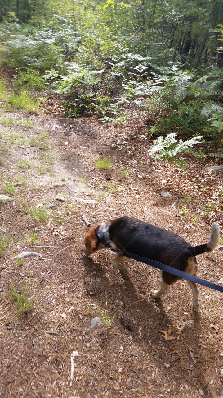 Hiking in the Woods. Taking our beagle for a walk in the woods