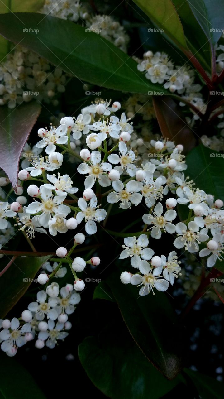 white blossoms