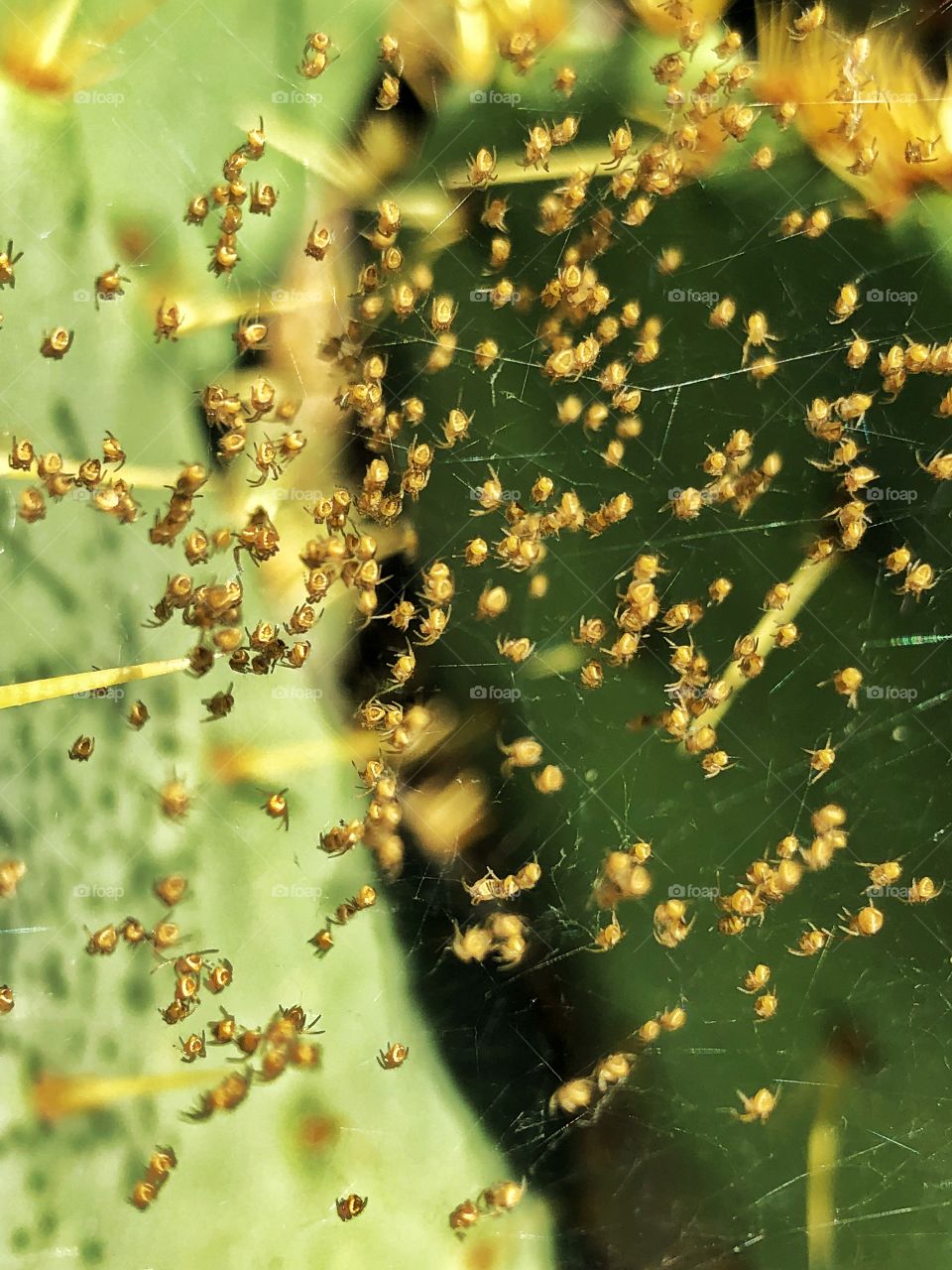 Baby spiders with cactus in background 
