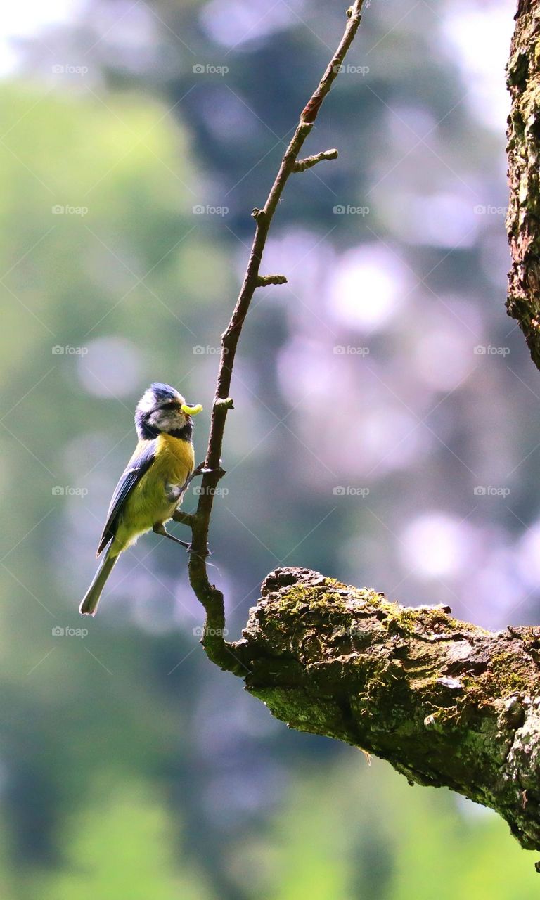 birdlife, Wildlife