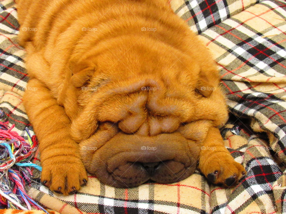 relaxed sharpei