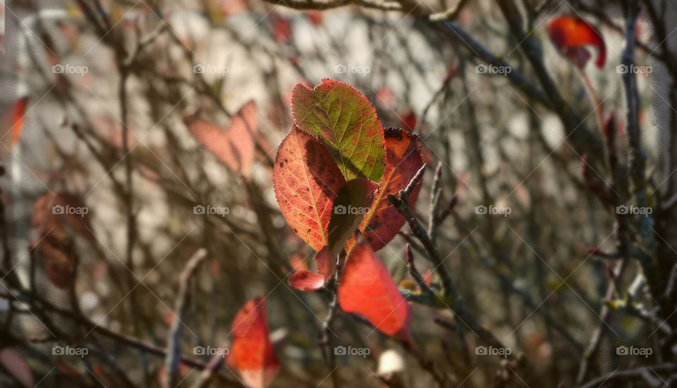 autumn colors