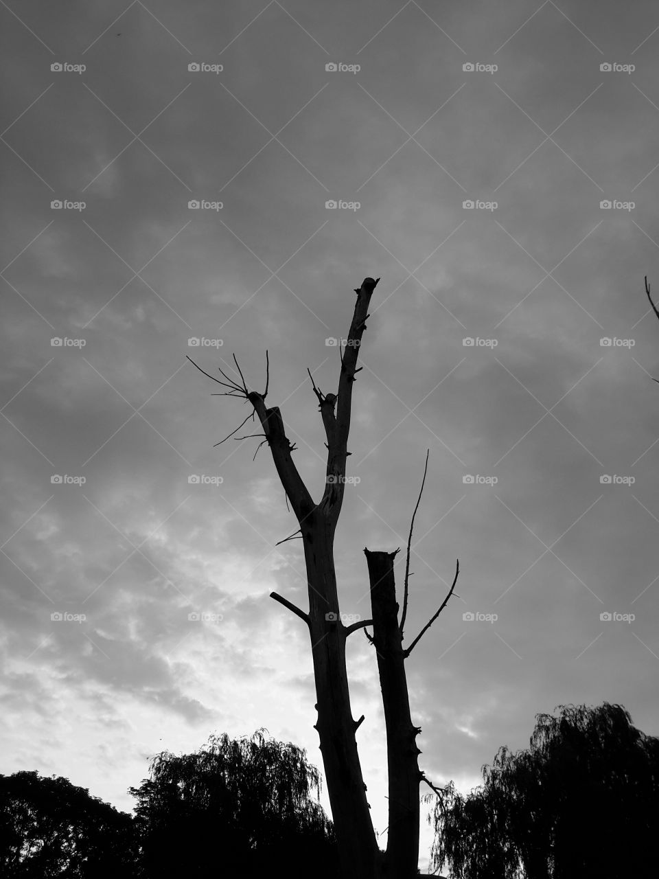 Black and white. Dead tree.