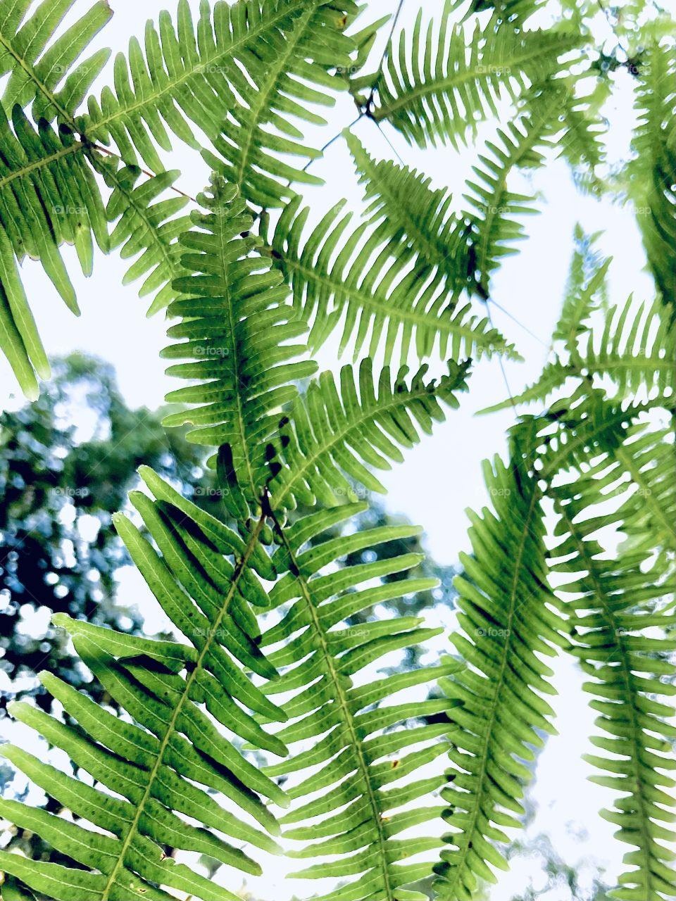 Natural leaves pattern 