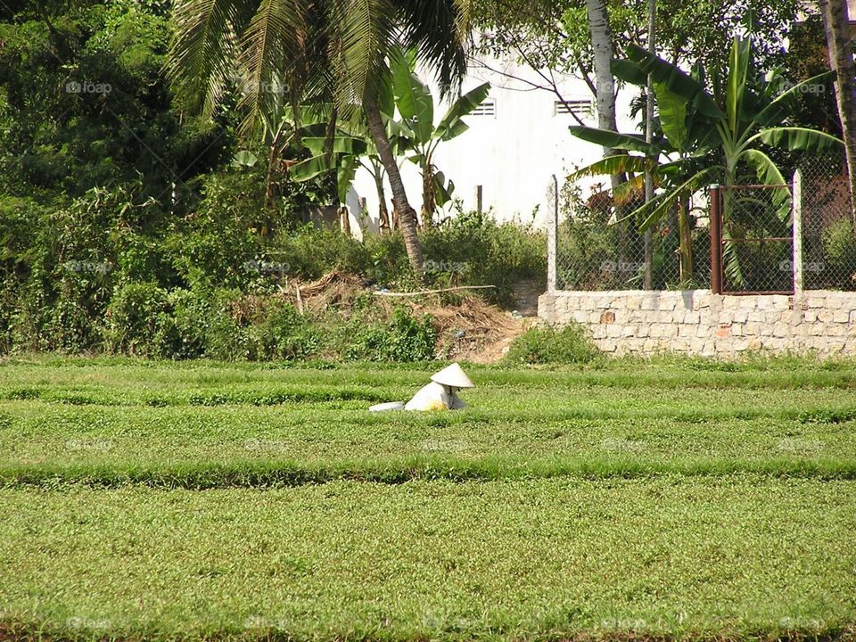 rice paddy