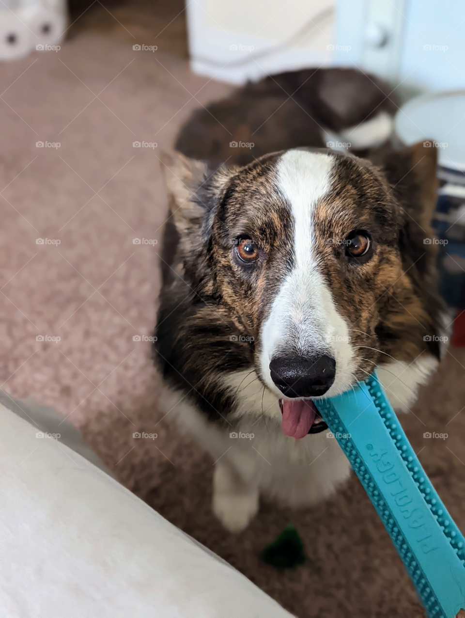 Corgi with his favorite dog toy.