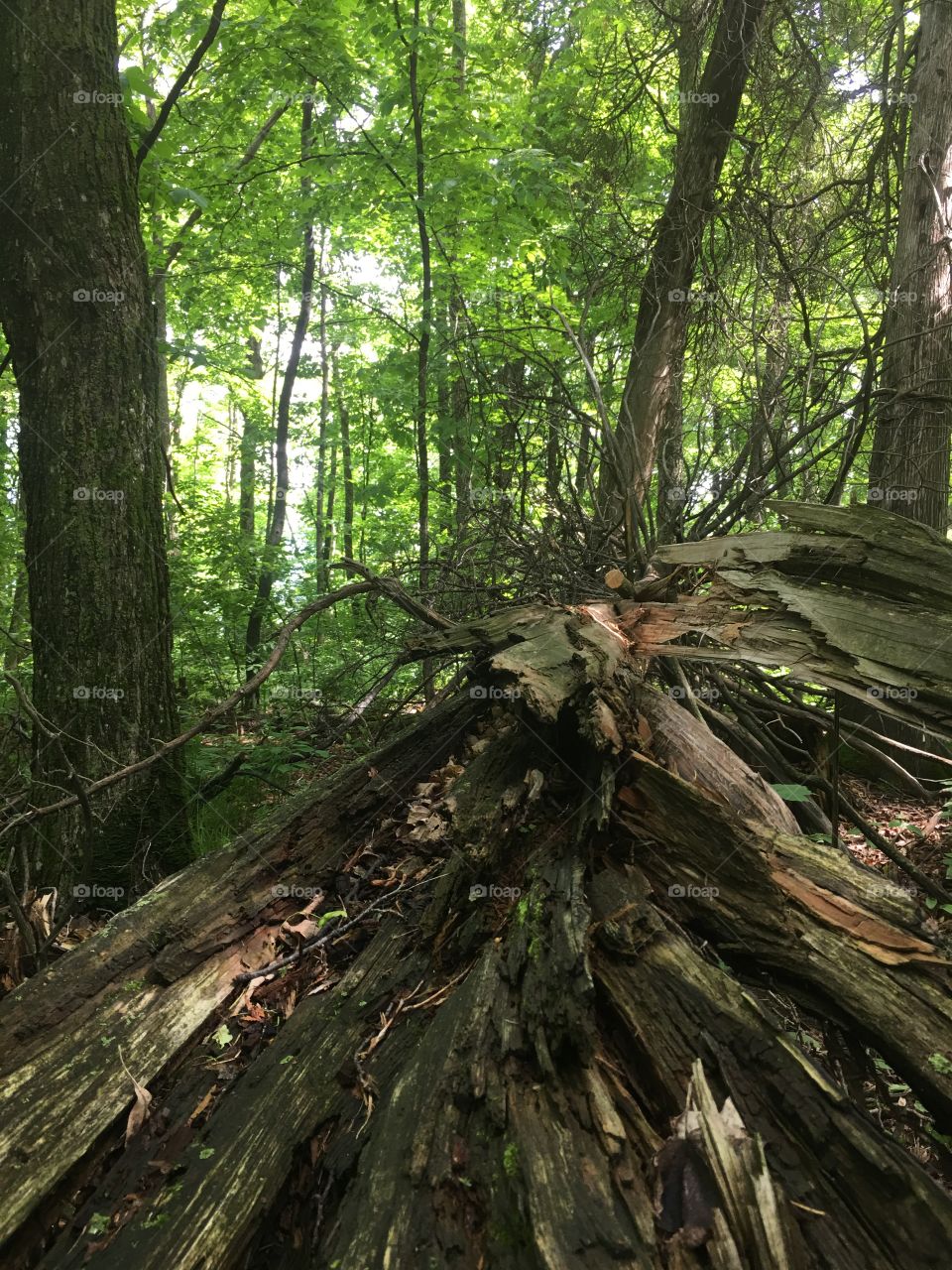 Wood, Tree, Nature, Leaf, Landscape