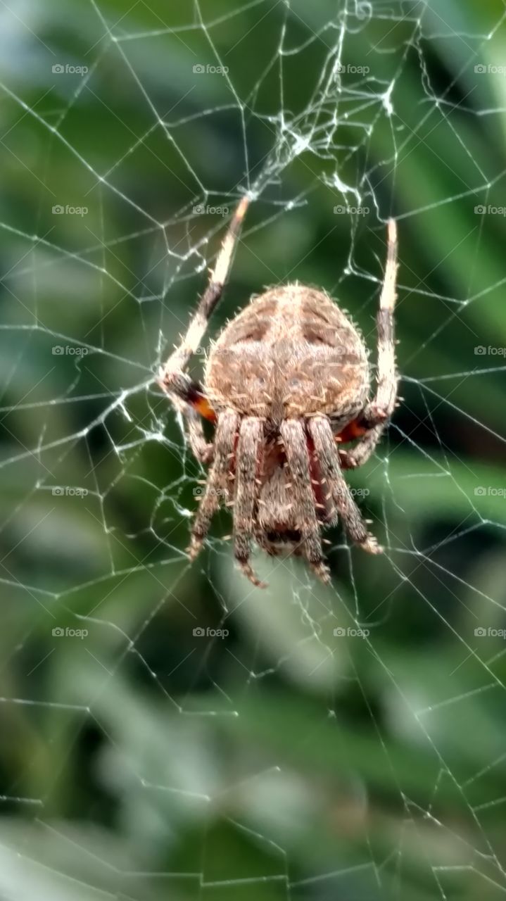 Spider, Arachnid, Spiderweb, Trap, Cobweb