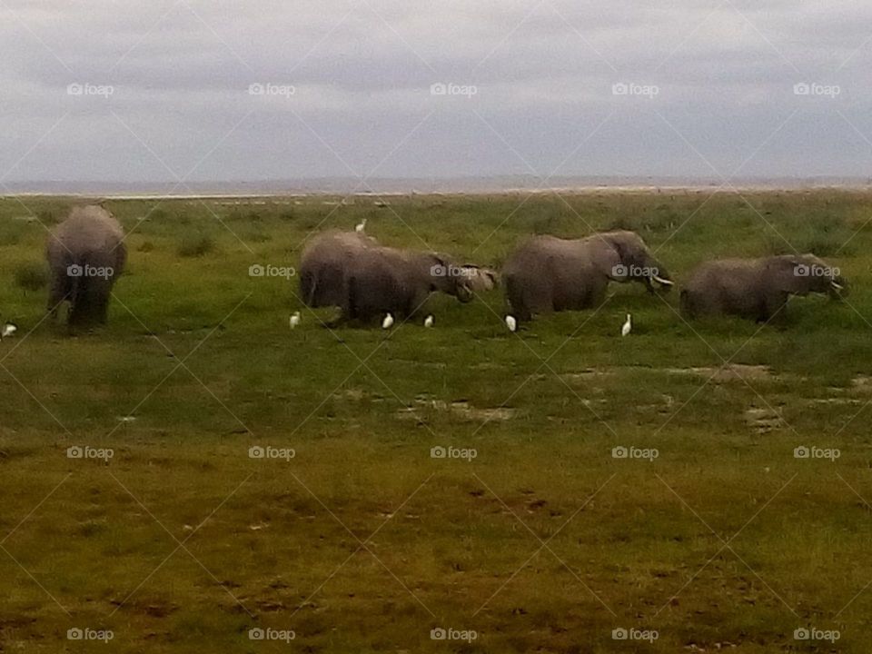 elephants in Kenya