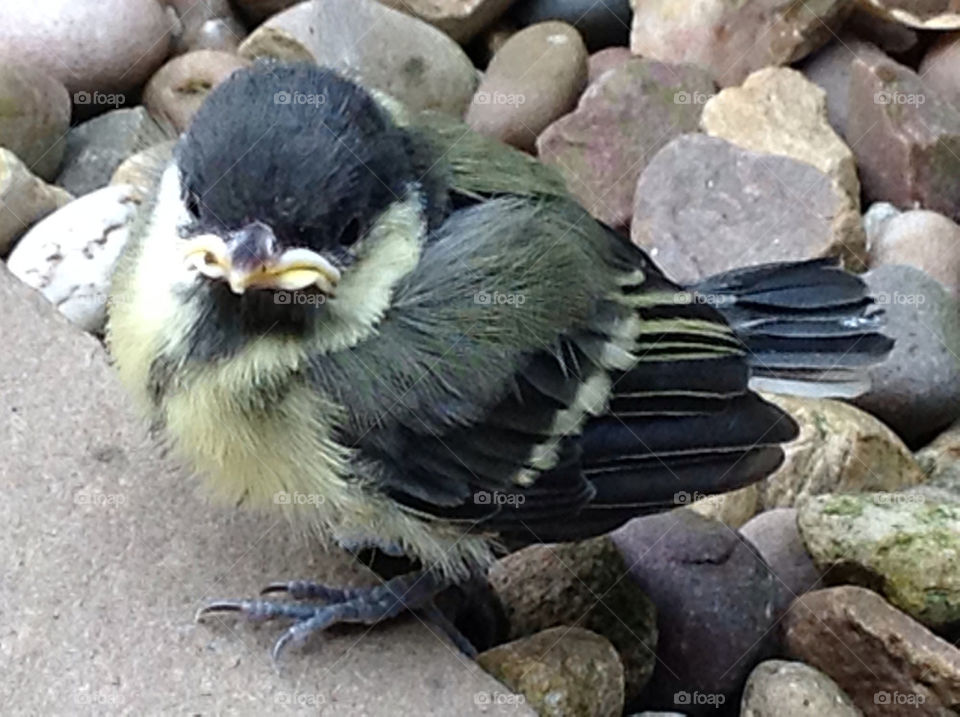 I need flying lessons