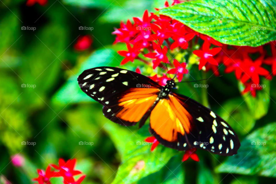 Golden Helicon (Heliconius hecale) Butterfly