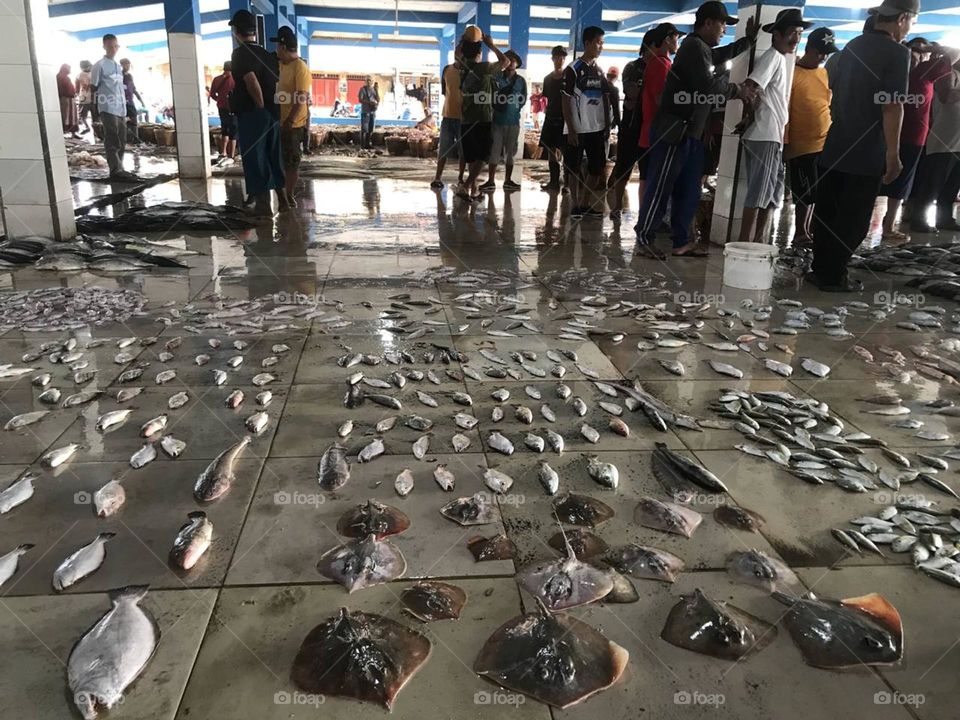 Fish Auction in Blanakan, Subang