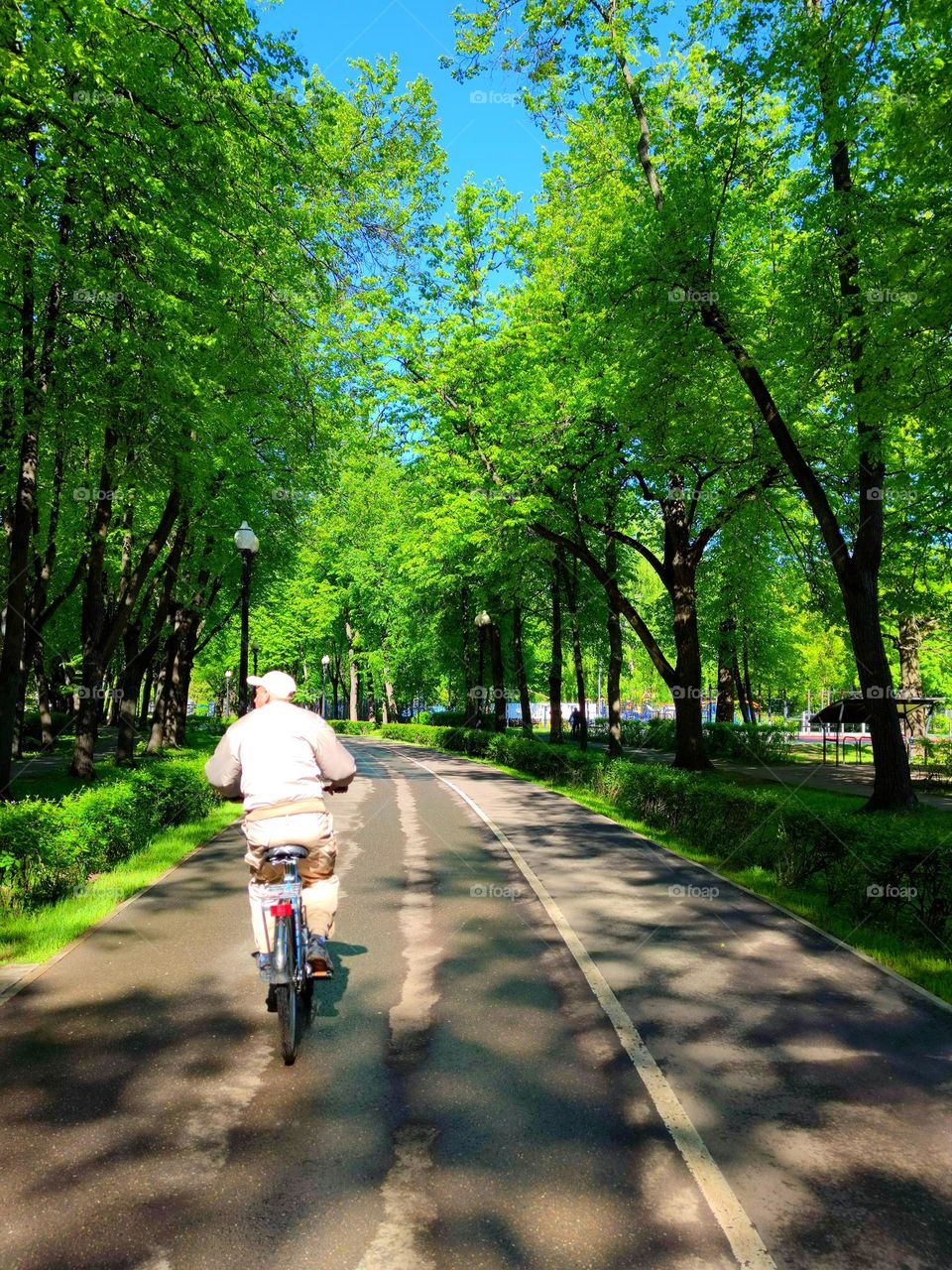 A park.  A man rides a bicycle on an asphalt road.  Green trees grow along the road.  The blue sky is seen above the treetops