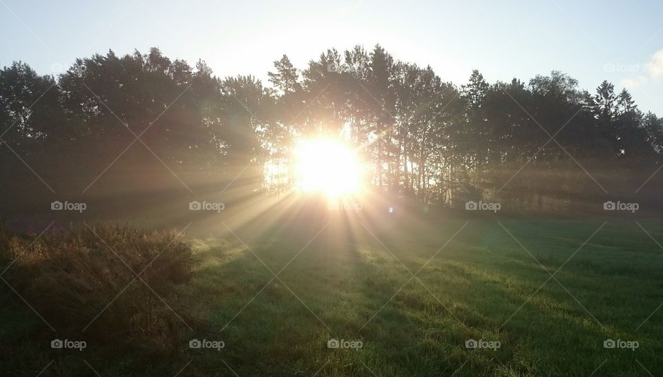 sunrays through the forest trees