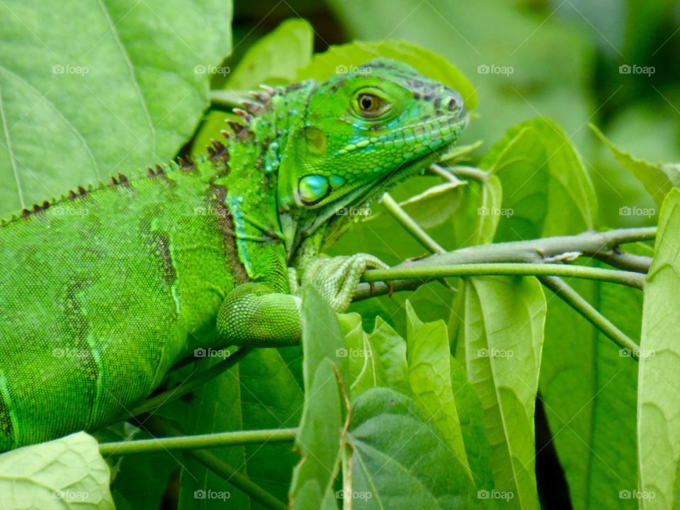 Costa Rican Green Iguana