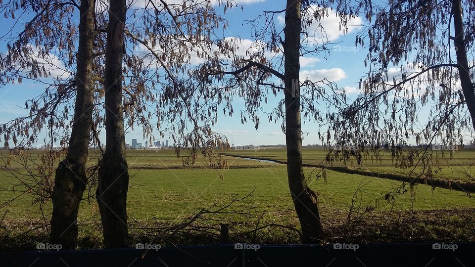 See the landscape between the trees