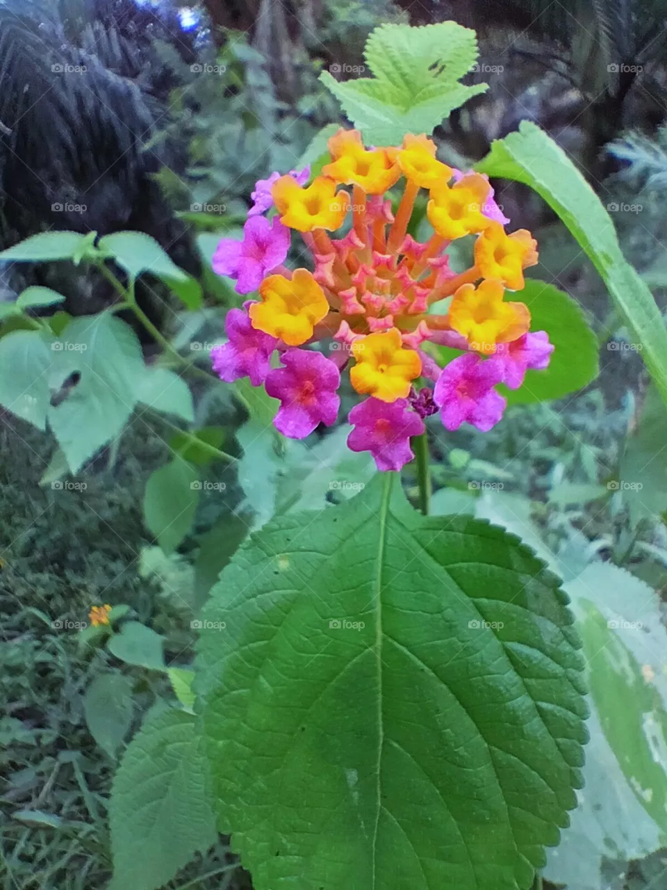 flower