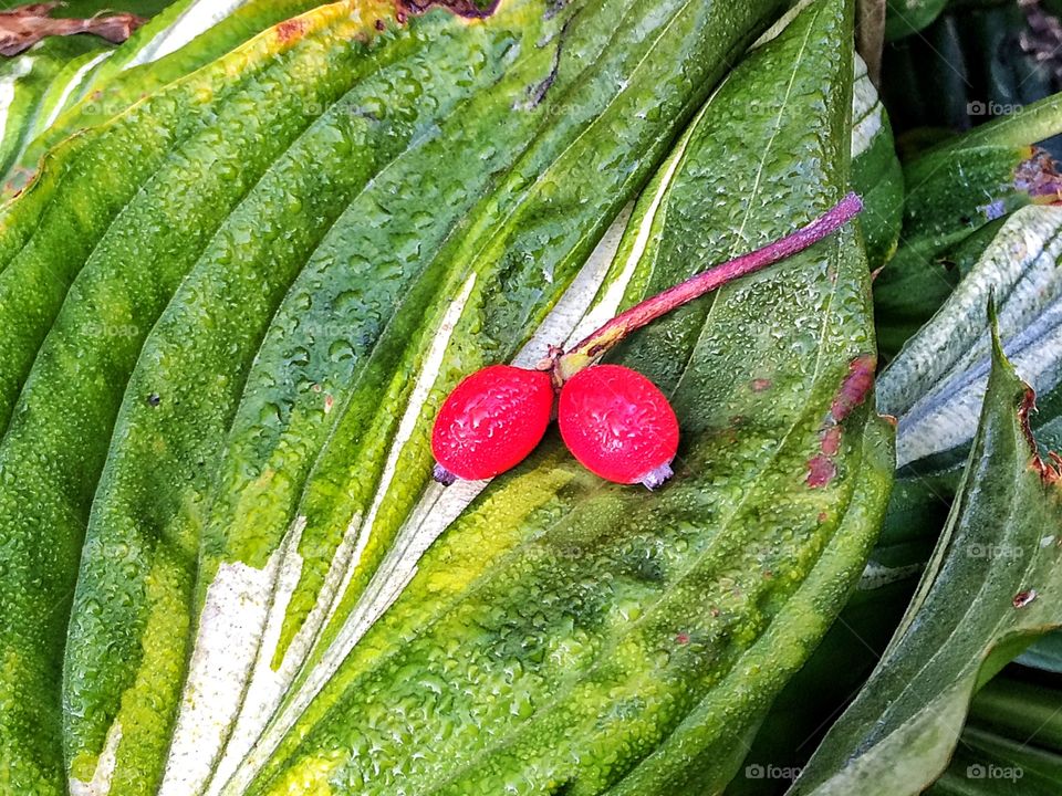 Autumnal Colour . Fallen berries 