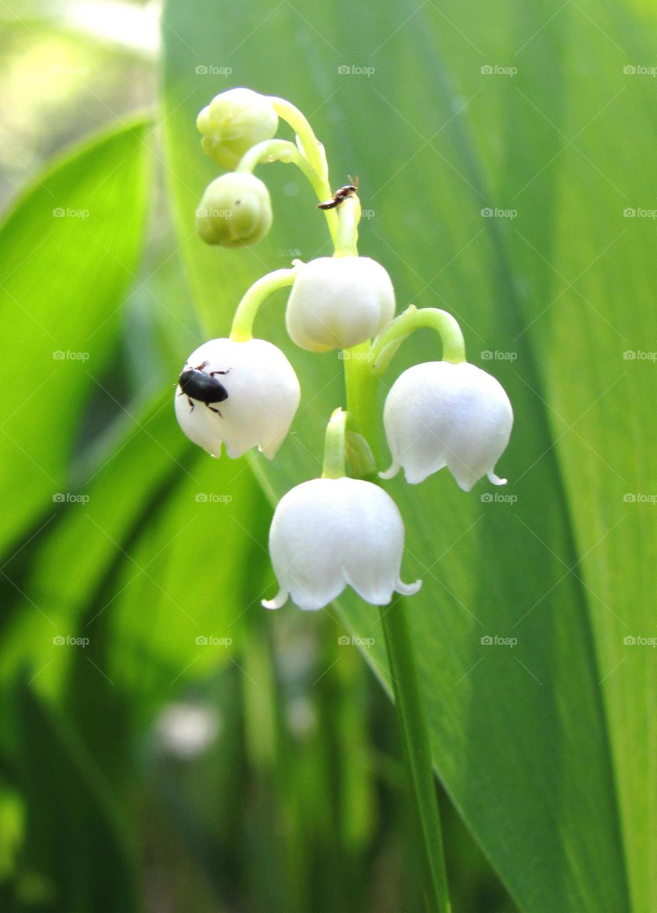 lily of the valley