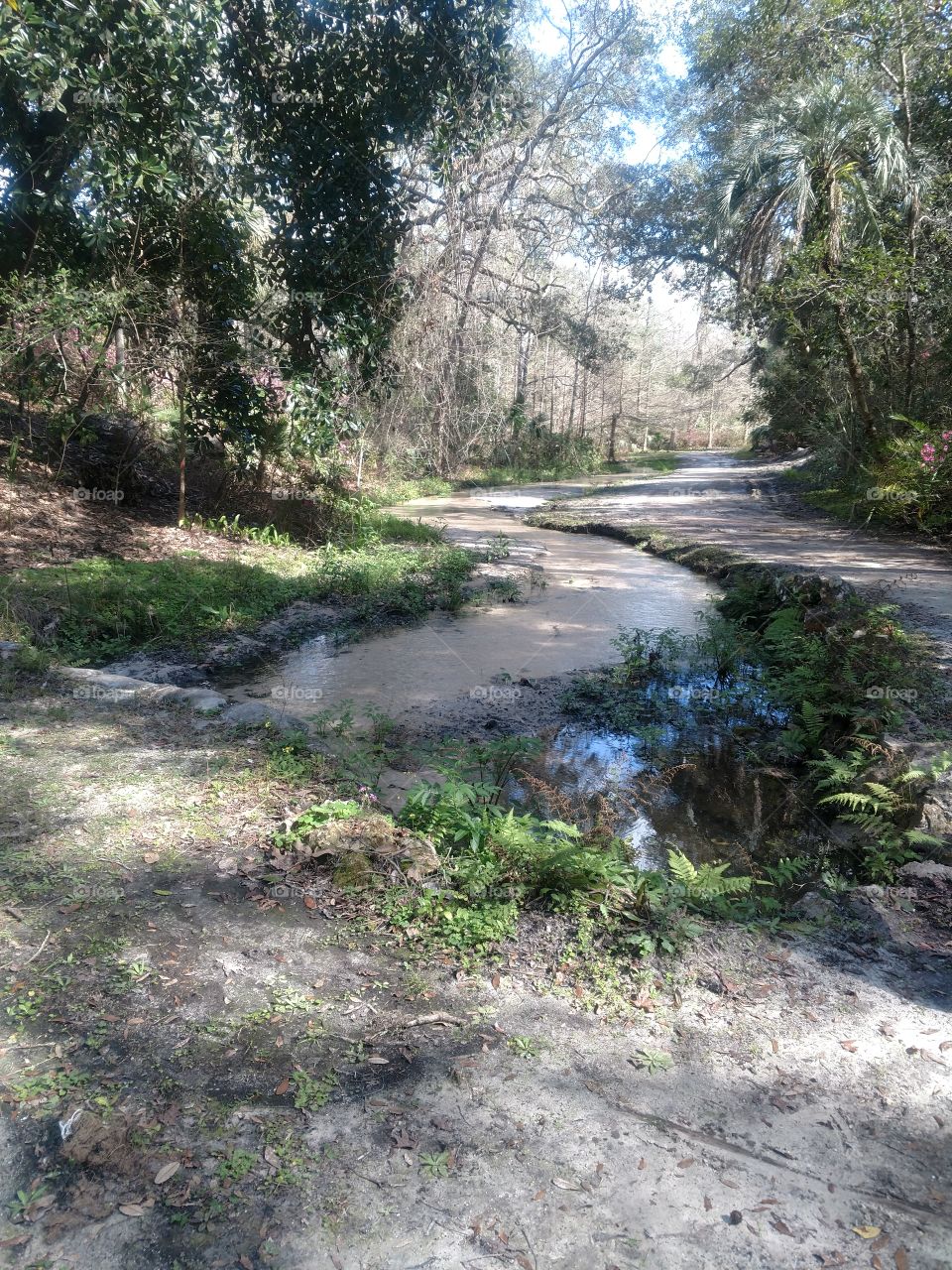 stream in the woods in Florida