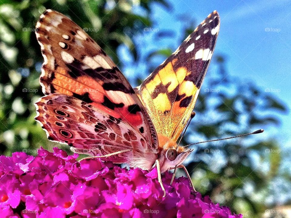 Butterfly on purple flower