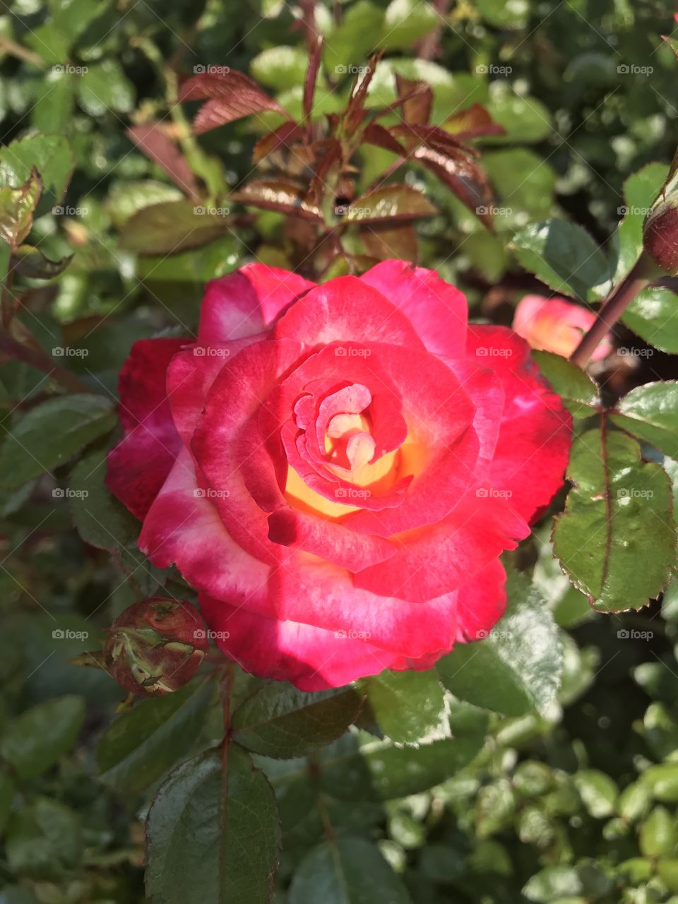 No Rose colored glasses needed 