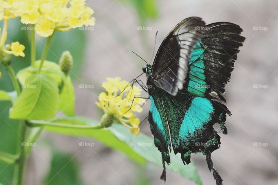 Teal butterfly macro