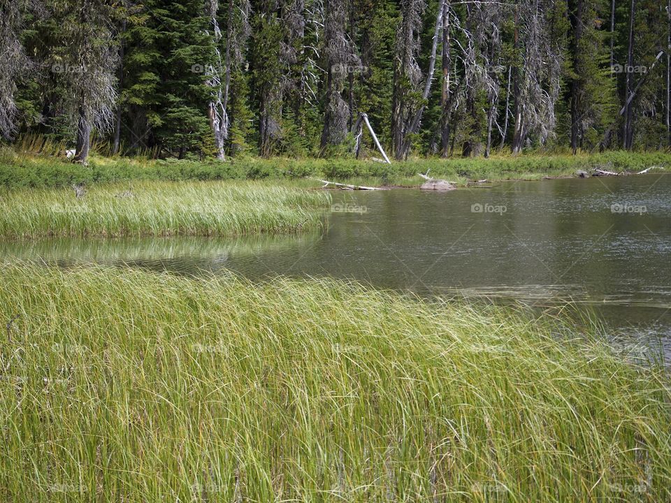 The grassy shoreline of Scott Lake in the mountain forests of Oregon on a summer day.