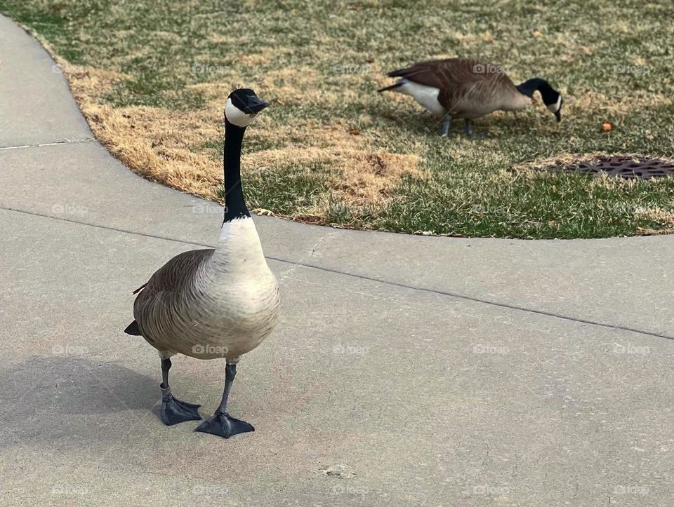 Goose on a stroll